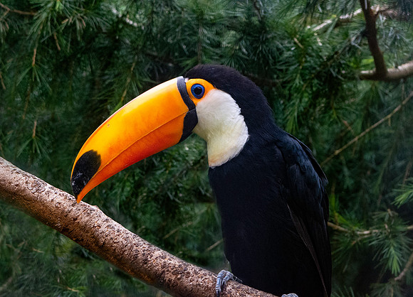 Toco toucan