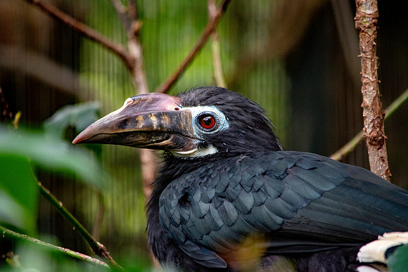 Visayan tarictic hornbill female