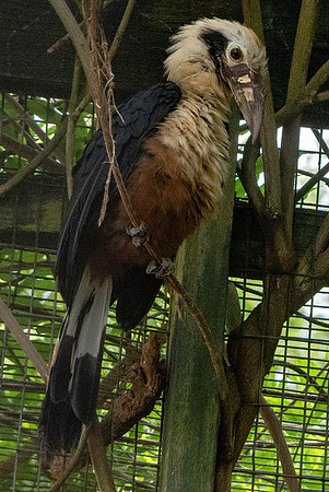 Visayan tarictic hornbill male