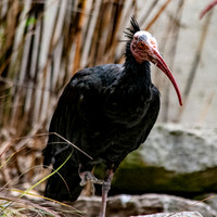 Waldrapp ibis