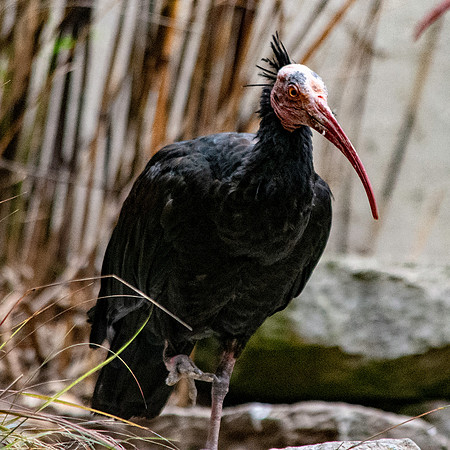 Waldrapp ibis