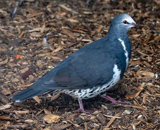 Wonga pigeon