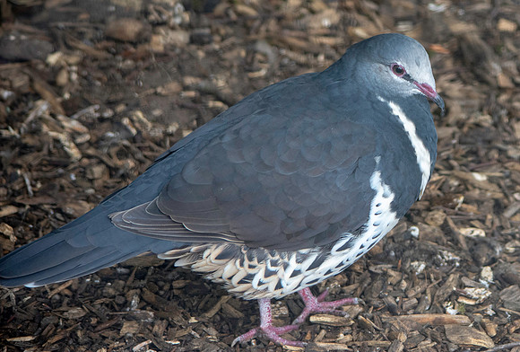 Wonga pigeon