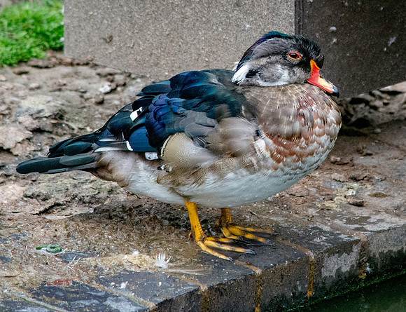 Wood duck