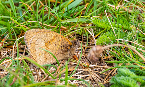 Meadow brown butterfly