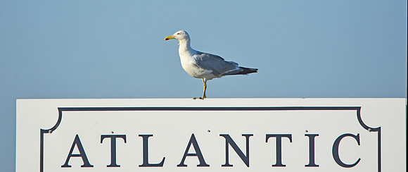 Yellow legged gull