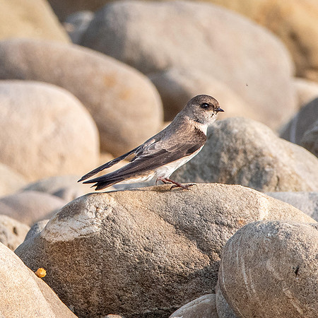 Pale martin