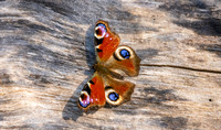 Peacock butterfly