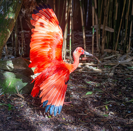Scarlet ibis