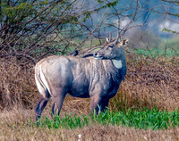 Nilgai / blue bull antelope