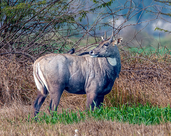 Nilgai / blue bull antelope