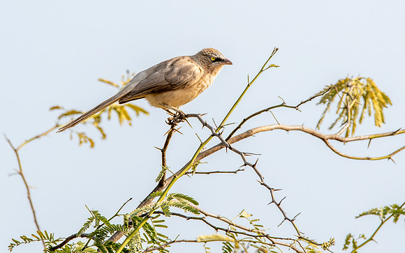 Large grey babbler