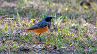 Black redstart (India)