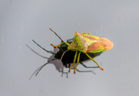 Hawthorn shield bug