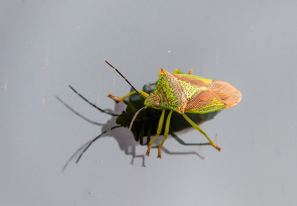 Hawthorn shield bug