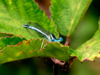White legged damselfly, male