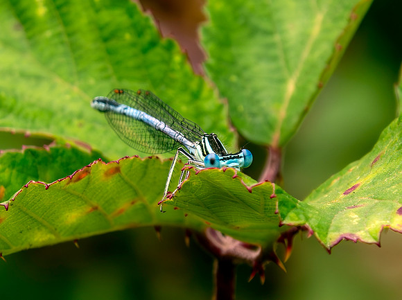 White legged damselfly, male