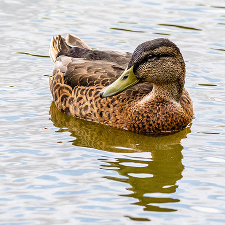 American black duck