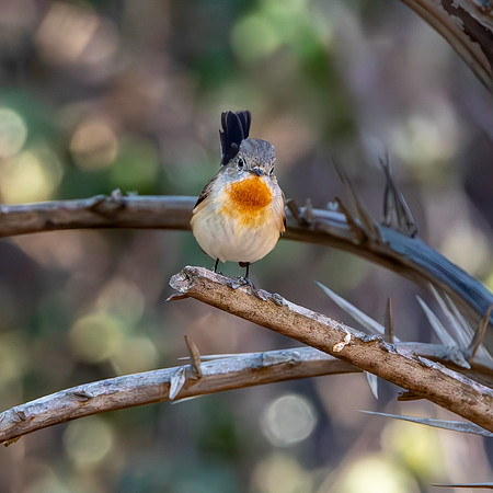 Red breasted flycatcher