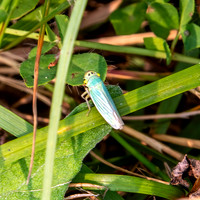 Green leafhopper