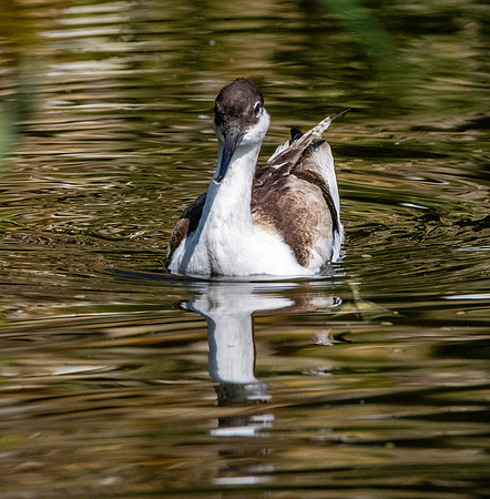 Avocet