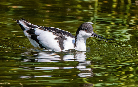 Avocet
