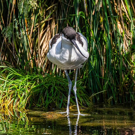 Avocet