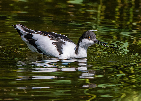 Avocet