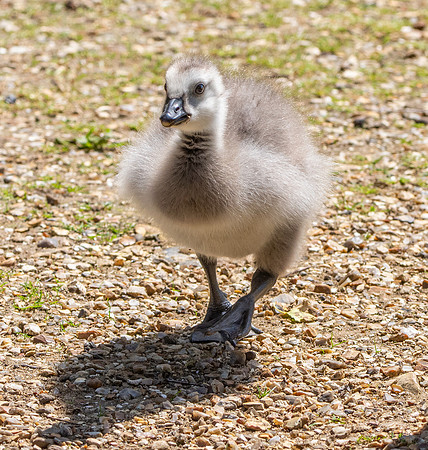 Barnacle goose