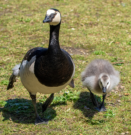Barnacle goose