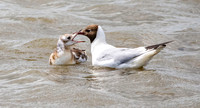 Black headed gull