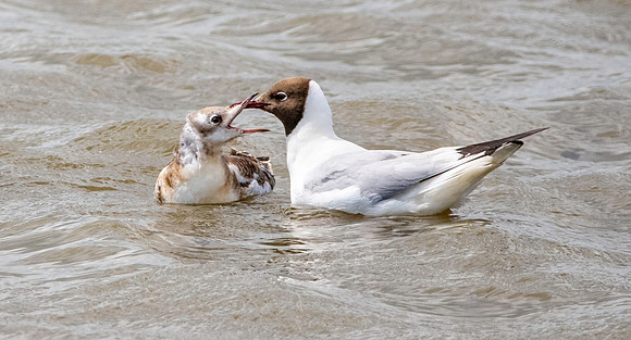 Black headed gull