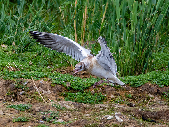 Black headed gull juvenile