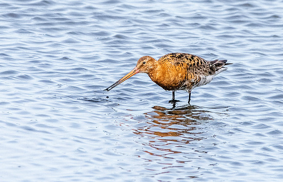 Black tailed godwit