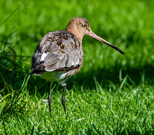 Black tailed godwit
