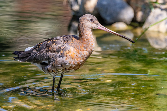 Black tailed godwit