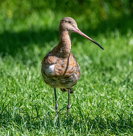 Black tailed godwit