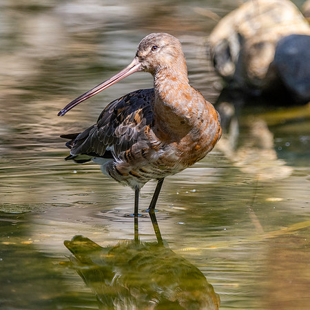 Black tailed godwit