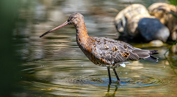 Black tailed godwit