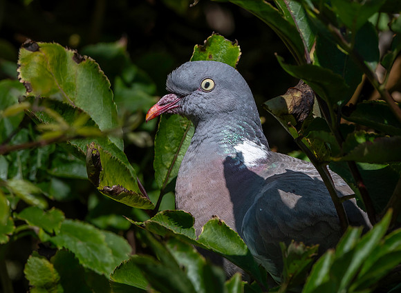 Wood pigeon