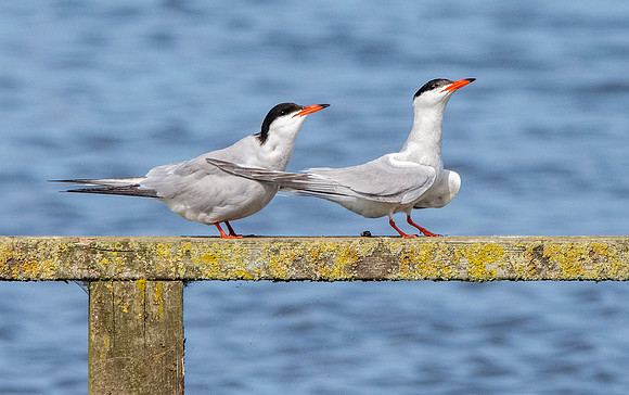 Common terns