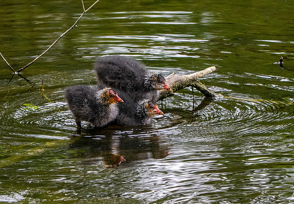 Coot, juveniles