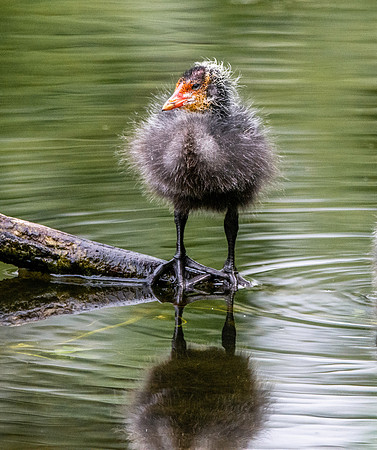 Coot, juvenile