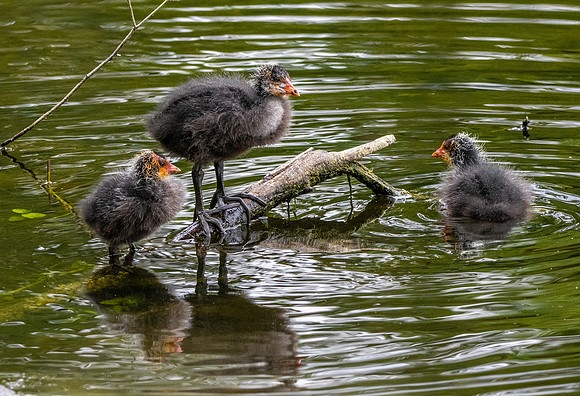 Coot, juveniles