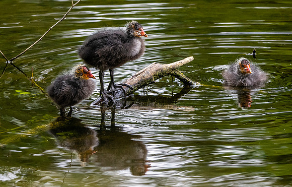 Coot, juveniles