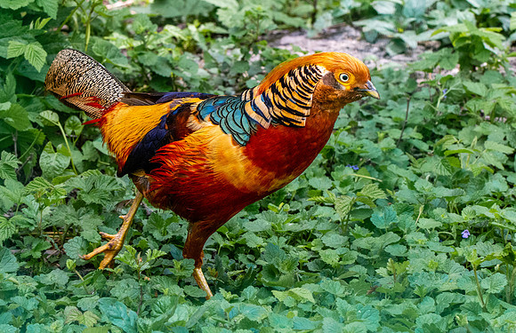 Golden pheasant