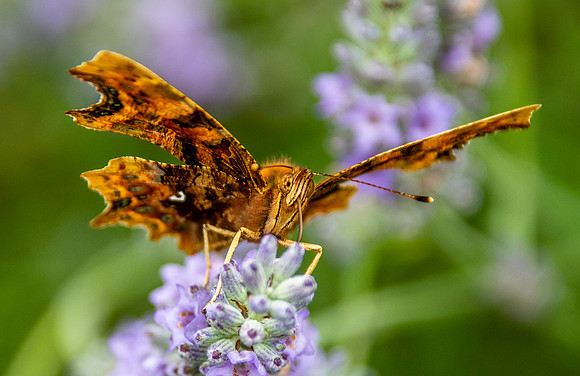 Comma