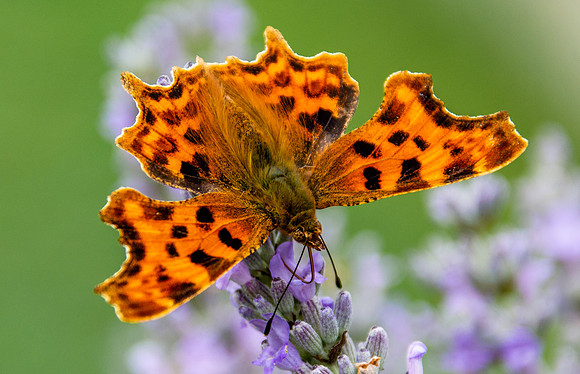 Comma