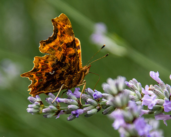 Comma