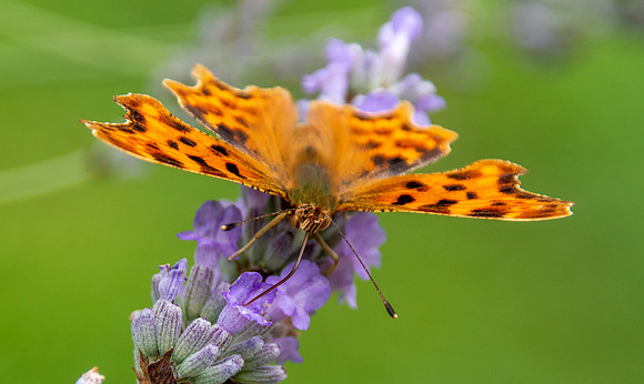 Comma